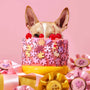 Dog peeking from behind a a pink cake with puzzle pieces and cherries on a pink background